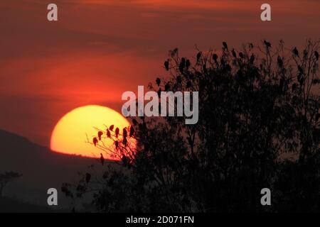 Große Kormorane (Phalacrocorax carbo), silhouettiert, roosting in a Tree, at Sunset, N.T., Hong Kong, China 29. Jan 2013 Stockfoto