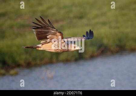 Eastern Imperial Eagle (Aquila heliaca), Seitenansicht eines Vogels aus dem dritten Jahr im Flug, Mai Po, New Territories, Hongkong, China 22. Dezember 2014 Stockfoto