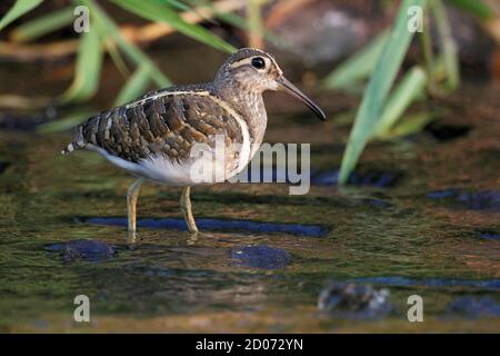 Painted-Schnepfe (Rostratula benghalensis) N.T. Hongkong 31. Oktober 2013 Stockfoto