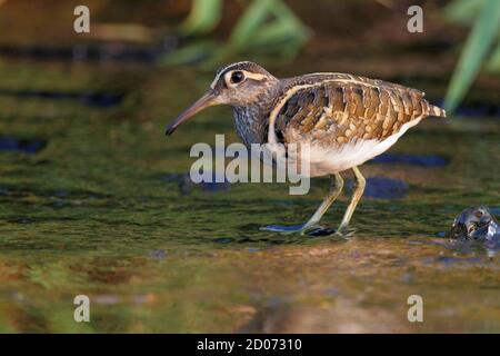 Painted-Schnepfe (Rostratula benghalensis) N.T. Hongkong 31. Oktober 2013 Stockfoto