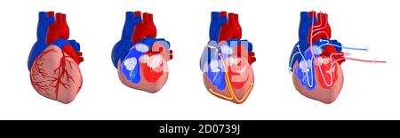 Menschliches Herz Kreislauf-und elektrisches System, 3d-Illustration. Querschnitt des Herzens mit den Ventrikeln und Klappen, und die elektrische (cond Stockfoto