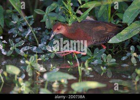 Ruddy-breasted Crake (Porzana fusca) Long Valley, N.T. Hongkong 24. November 2014 Stockfoto