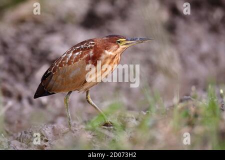 Schrenck's Bittern (Ixobrychus eurhythmus) Long Valley, N.T. Hongkong 25. November 2014 Stockfoto