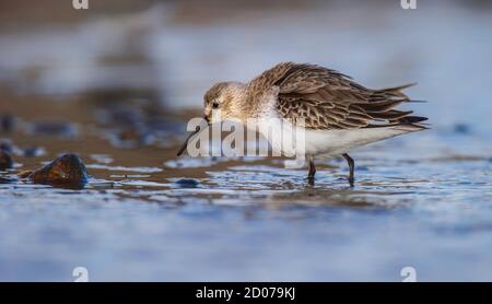 Dunlin Calidris alpina füttert in einem Salzbecken an der Nordnorfolk Küste bei Salthouse. Stockfoto