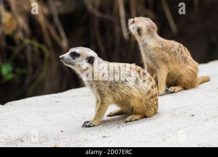 Ein Paar Erdmännchen in einem Zoo von Singapur Stockfoto