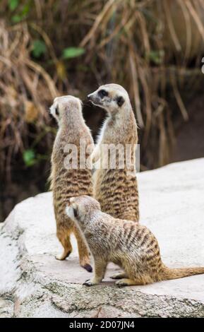 Eine Gruppe Erdmännchen in einem Zoo von Singapur Stockfoto