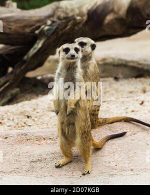 Ein paar lustige Erdmännchen in einem Zoo von Singapur Stockfoto