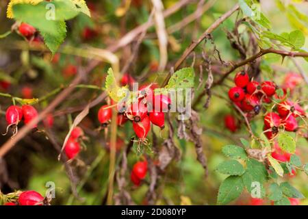 Reife rote Herbstbeeren auf einem Rosenbuschzweig. Stockfoto