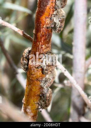 Eine große Sammlung von Bumble Flower Käfer (Euphoria inda) Auf einem Stiel einer russischen Olivenpflanze in Colorado Stockfoto