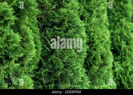 Nahaufnahme der grünen Thuja-Hecke (Thuja occidentalis) Stockfoto