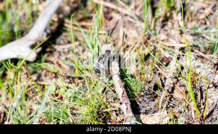 Eine Bienenfliege (Villa lateralis) in der Familie Bombyliidae, ein Pollinator auf dem Boden in Colorado Stockfoto