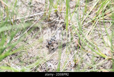 Eine Bienenfliege (Villa lateralis) in der Familie Bombyliidae, ein Pollinator auf dem Boden in Colorado Stockfoto