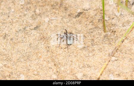 Eine weibliche Wolfsspinne in der Familie Lycosidae schützt sie Eiersack in ihren Hinterbeinen an ihren Spinnerets befestigt Stockfoto