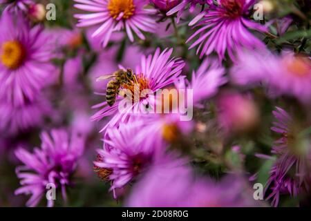 Violette Blüten und eine Biene, die auf der Blume ruht, um Pollen für die Herstellung von Honig zu sammeln. Stockfoto
