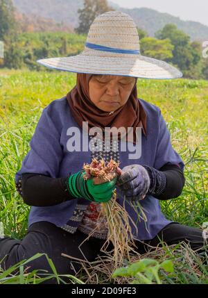 Phayao, Tahiland - 2019-03-09 - Frau Ernten Rettich und Radieschen. Stockfoto