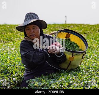 Mae Salong, Tahiland - 2019-03-12 - Frauen Ernte Teeblätter. Stockfoto