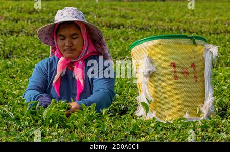 Mae Salong, Tahiland - 2019-03-12 - Frauen Ernte Teeblätter. Stockfoto