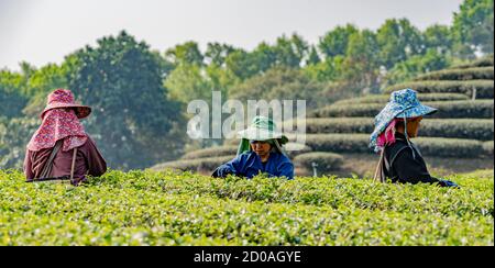 Mae Salong, Tahiland - 2019-03-12 - Frauen Ernte Teeblätter. Stockfoto