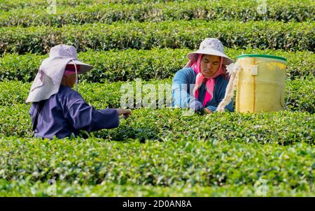 Mae Salong, Tahiland - 2019-03-12 - Frauen Ernte Teeblätter. Stockfoto