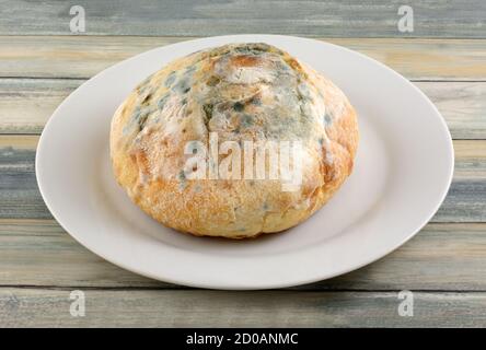 Schimmel wächst auf runden Laib von Französisch Boule Brot auf Weiße Platte auf dem Tisch Stockfoto