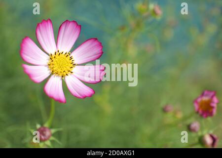 Lila weißen Kosmos Blume auf natürliche grüne Wiese Hintergrund, Herbstbild Stockfoto