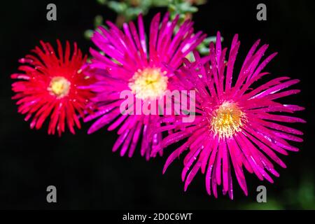 Schwein Gesicht Blumen wachsen in Australien Stockfoto