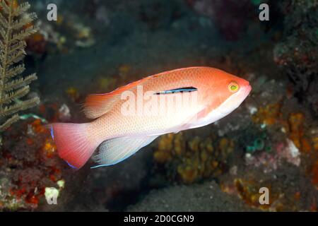 Männliche stockige Anthias, Pseudanthias hypselosoma, die von einem Blue Streak Cleaner Wrasse, Labroides dimidiatus gereinigt werden. Tulamben, Bali, Indonesien. Bali Meer Stockfoto