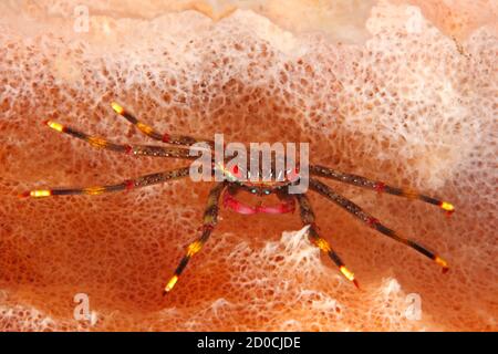 Flat Rock Crab, Percnon guinotae, zuvor als Percnon planissimum beschrieben. Tulamben, Bali, Indonesien. Bali Meer, Indischer Ozean Stockfoto