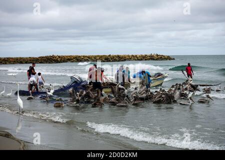 Cartagena, Bolívar/ Kolumbien; 09/30/2020: Fisher bringt die Netze am Strand von Bocagrande. Männer, die im handwerklichen Fischfang arbeiten, gefolgt von Pelikan 2020 Stockfoto