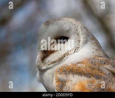 Schöne männliche Scheune Eule, Tyto alba, Blick nach links Stockfoto