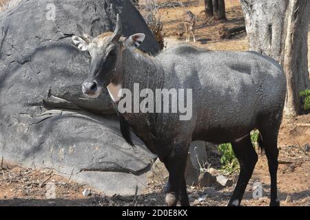 Nilgai (Boselaphus, Tragocamelus) Stockfoto