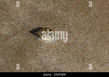 Hermit Crab Seashell am Sandstrand bei Morgensonne Mit Kopierbereich (selektiver Fokus) Stockfoto