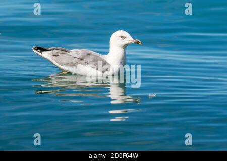 Gelbbeinmöwe schwimmend auf der Adria, Kroatien Stockfoto