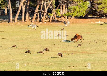 Safaripark im Brijuni National Park mit Tieren auf dem Grasland im Licht des späten Nachmittags Stockfoto