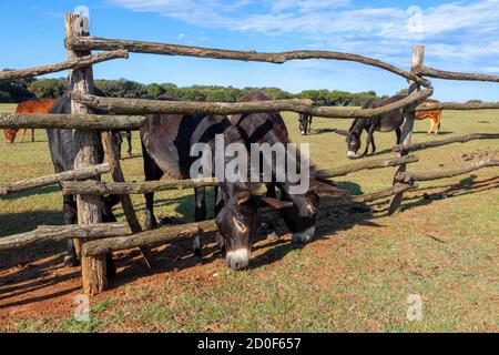 Esel im Brijuni National Park Stockfoto