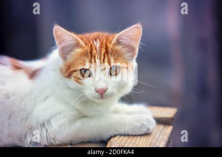 Porträt eines kleinen roten weißen Kätzchens im Freien. Lustige Katze liegt im Hof Stockfoto