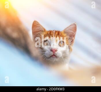 Porträt eines kleinen roten weißen Kätzchens im Freien. Lustige Katze, die im Sommer auf dem Hof spazierengeht und nach oben schaut Stockfoto