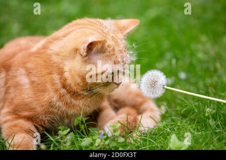 Katze auf der Natur im Freien. Lustige Ingwer Kätzchen liegt auf dem Gras mit Löwenzahn im Garten an einem sommerlichen sonnigen Tag Stockfoto