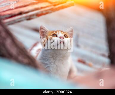 Porträt eines kleinen roten weißen Kätzchens im Freien. Lustige Katze, die im Sommer auf dem Hof spazierengeht und nach oben schaut Stockfoto