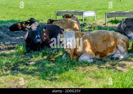 An einem heißen, sonnigen Tag auf der Pinner Park Farm, Pinner, West London, liegen Rinder auf dem Gras, die im Schatten eines Baumes neben Futtertrögen ruhen. Stockfoto
