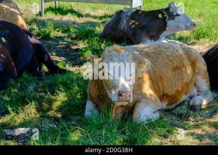 Weiße & braune Kuh liegt auf dem Gras, das an einem heißen, sonnigen Tag auf der Pinner Park Farm, Pinner, West London, im Schatten eines Baumes neben einer Futtertrog ruht. Stockfoto