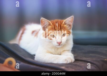 Porträt eines kleinen roten weißen Kätzchens im Freien. Lustige Katze liegt im Hof Stockfoto