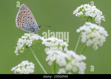 Der gewöhnliche blaue Schmetterling auf der Blüte (Polyommatus icarus) Stockfoto