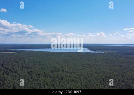 Luftaufnahme des grünen dichten Waldes an einem sonnigen Tag Stockfoto