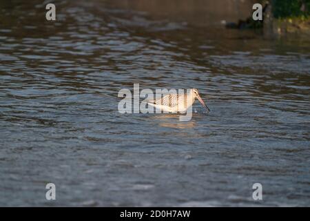 Nahaufnahme eines Schwarzschwanz-Gottewit Limosa Limosa wader, Vogel läuft im Meer Stockfoto