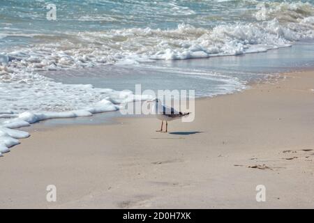 Möwe zu Fuß auf Sandstrand in der Nähe stürmisch winkende Meer. Seevögel auf der Suche nach Nahrung. Stockfoto