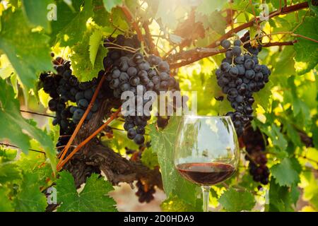 Trauben von reifen Trauben vor der Weinlese Stockfoto