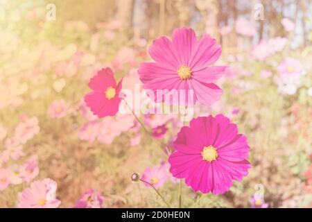 Rosa Blumen mexikanische Diasy Stockfoto