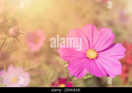 Rosa Blumen mexikanische Diasy Stockfoto