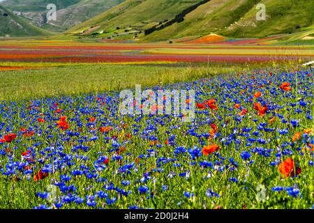 Linsenblüte mit Mohnblumen und Kornblumen in Castelluccio di Norcia, Nationalpark sibillini Berge, Italien, Europa Stockfoto